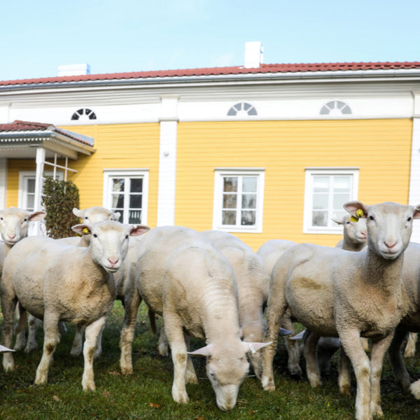 Visit Finland - Masterclass of Happiness